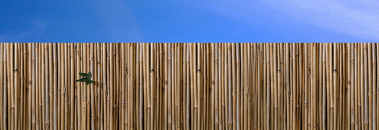 tout savoir sur le brise vue bambou