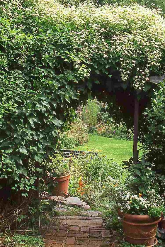 Jardin avec plantes grimpantes