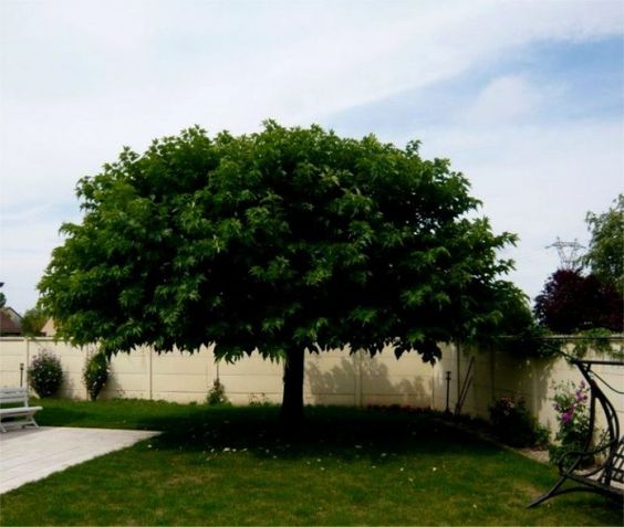 arbre large à feuilles épaisses dans le jardin