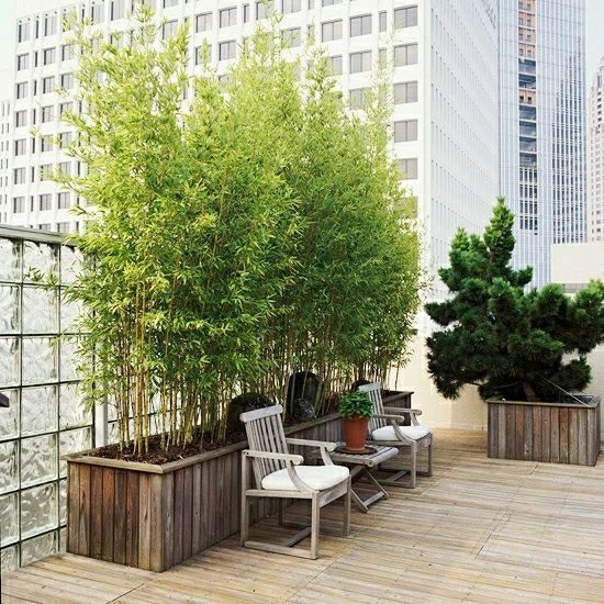 Quelles plantes brise-vue pour votre terrasse ou votre balcon ?
